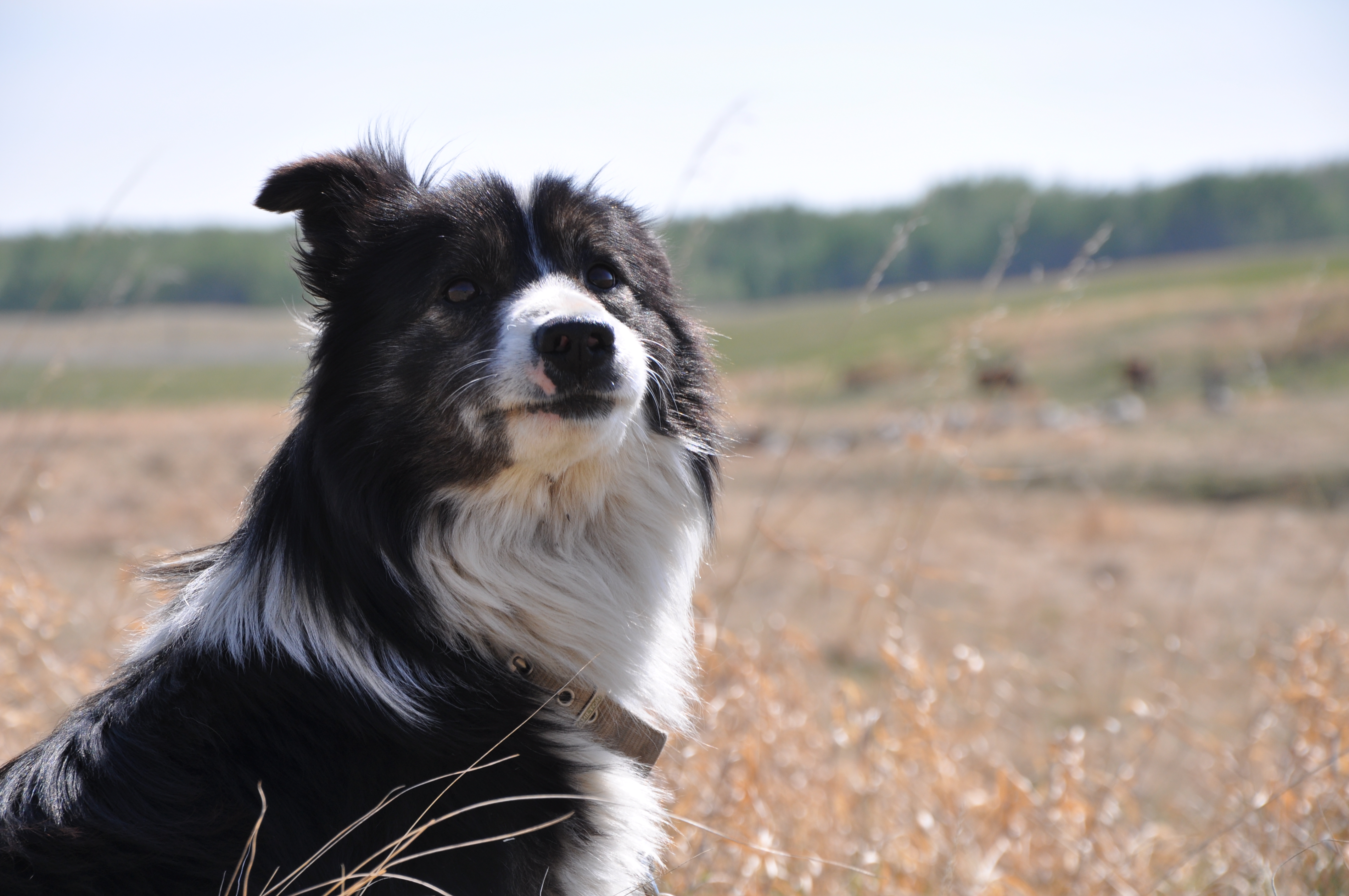 Boarder Collie Herding dog